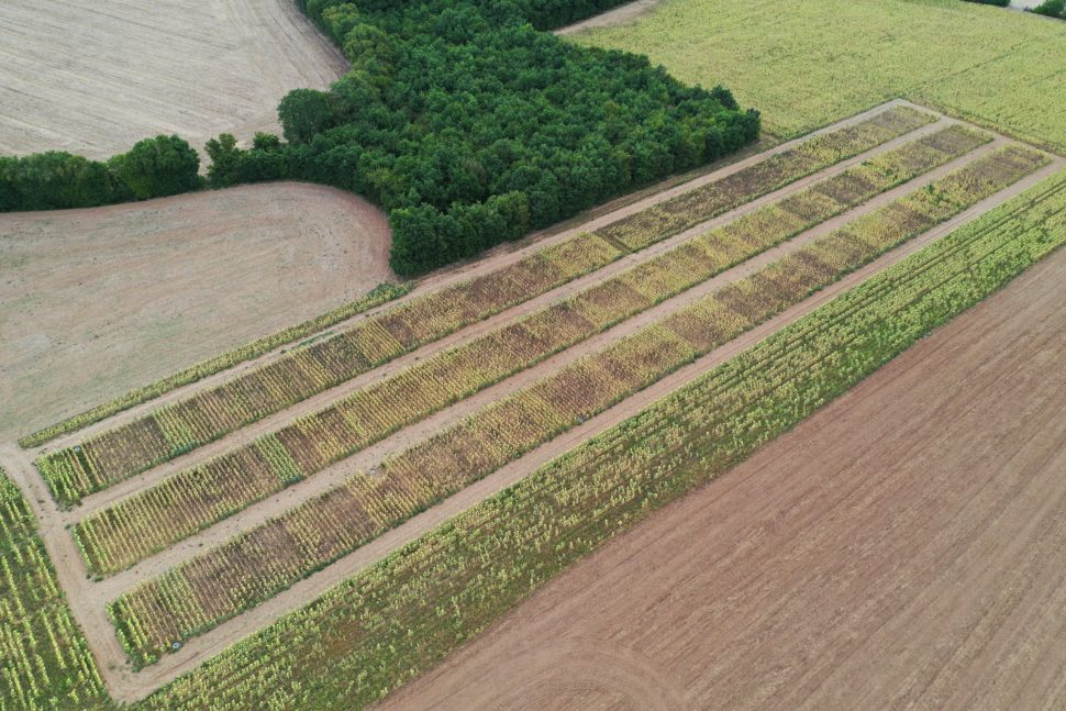 L’attribut alt de cette image est vide, son nom de fichier est Tournesol_2022_Terres_inovia_R-Lange-15-970x647.jpg.